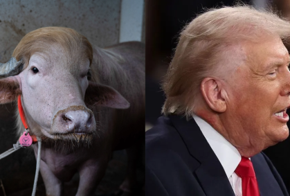 Búfalo que viralizou por semelhança com Donald Trump será sacrificado