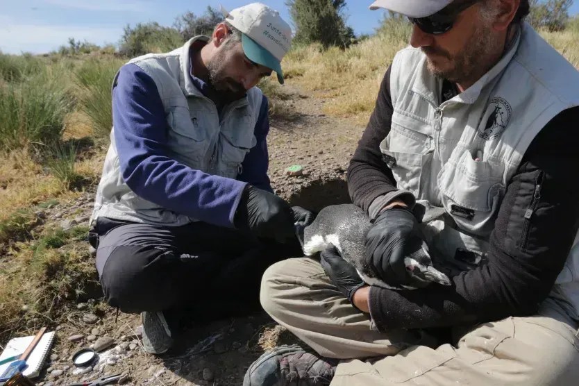Segundo o veterinário de vida selvagem Ralph Vanstreels, a colocação das anilhas SPS levou menos de 4 minutos: um pesquisador segurou o pinguim enquanto um segundo colocava a anilha na pata da ave • Ralph Vanstreels/UC Davis