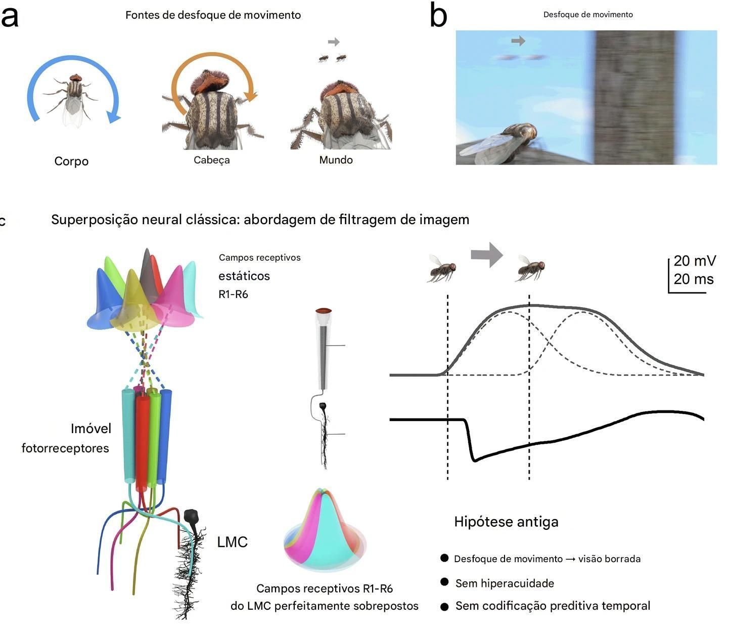 Commparação-de-modelos-estáticos-e-morfodinâmicos-clássicos-de-superposição-neural-na-visão-da-mosca