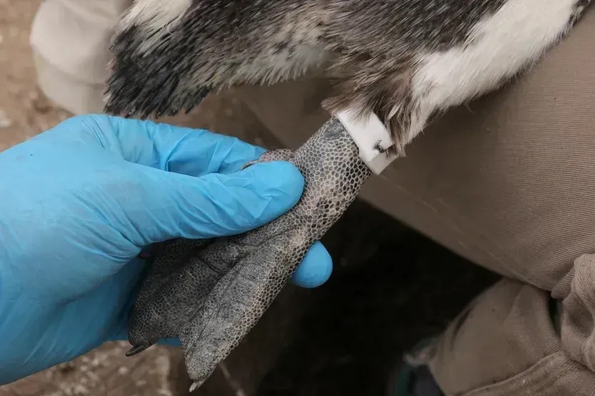 A anilha foi modificada para incluir um pequeno pedaço de fio de aço inoxidável, permitindo que a equipe de campo a ajustasse à largura da perna do pinguim • Ralph Vanstreels/UC Davis