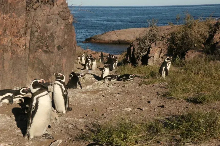 O estudo utilizou anilhas SPS em duas colônias de pinguins na região de Chubut, na Argentina • Ralph Vanstreels/UC Davis