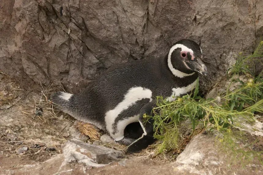 Um pinguim-de-magalhães, fotografado em seu ninho, usando uma anilha branca de detecção química no tornozelo • Ralph Vanstreels/UC Davis