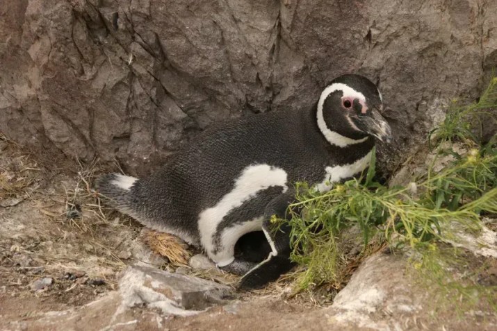 Um pinguim-de-magalhães, fotografado em seu ninho, usando uma anilha branca de detecção química no tornozelo • Ralph Vanstreels/UC Davis