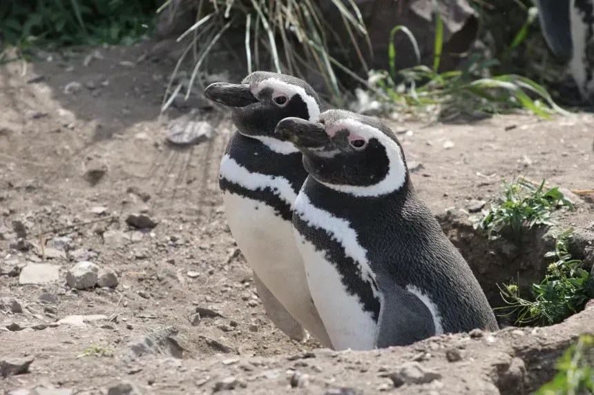 Um casal de pinguins-de-magalhães em seu ninho durante a época de reprodução • Ralph Vanstreels/UC Davis