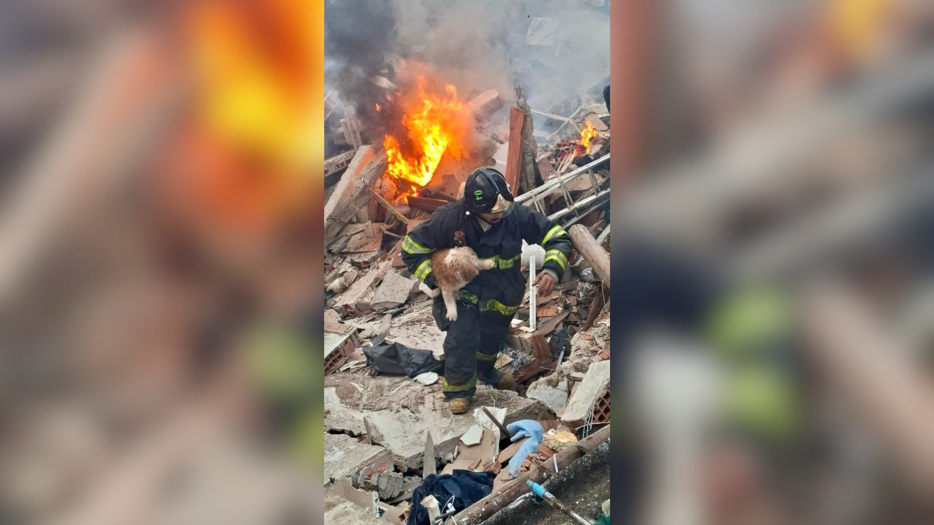 Cães são recuperados em incêndio em Jaguaré
