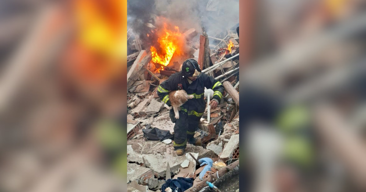 Cães sobrevivem a explosão e são resgatados pelos bombeiros em SP