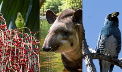 estudo-fauna-retorno-dos-animais