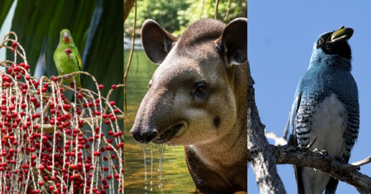 Monitoramento de fauna não é avaliado em editais de restauração florestais