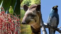 Monitoramento de fauna não é avaliado em editais de restauração florestais