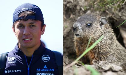 Alex Albon se chocou com uma marmota no GP do Canadá (imagem meramente ilustrativa do animal)