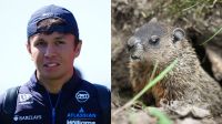 F1: Albon atropela marmota no Canadá, bate e fica fora da sprint; veja
