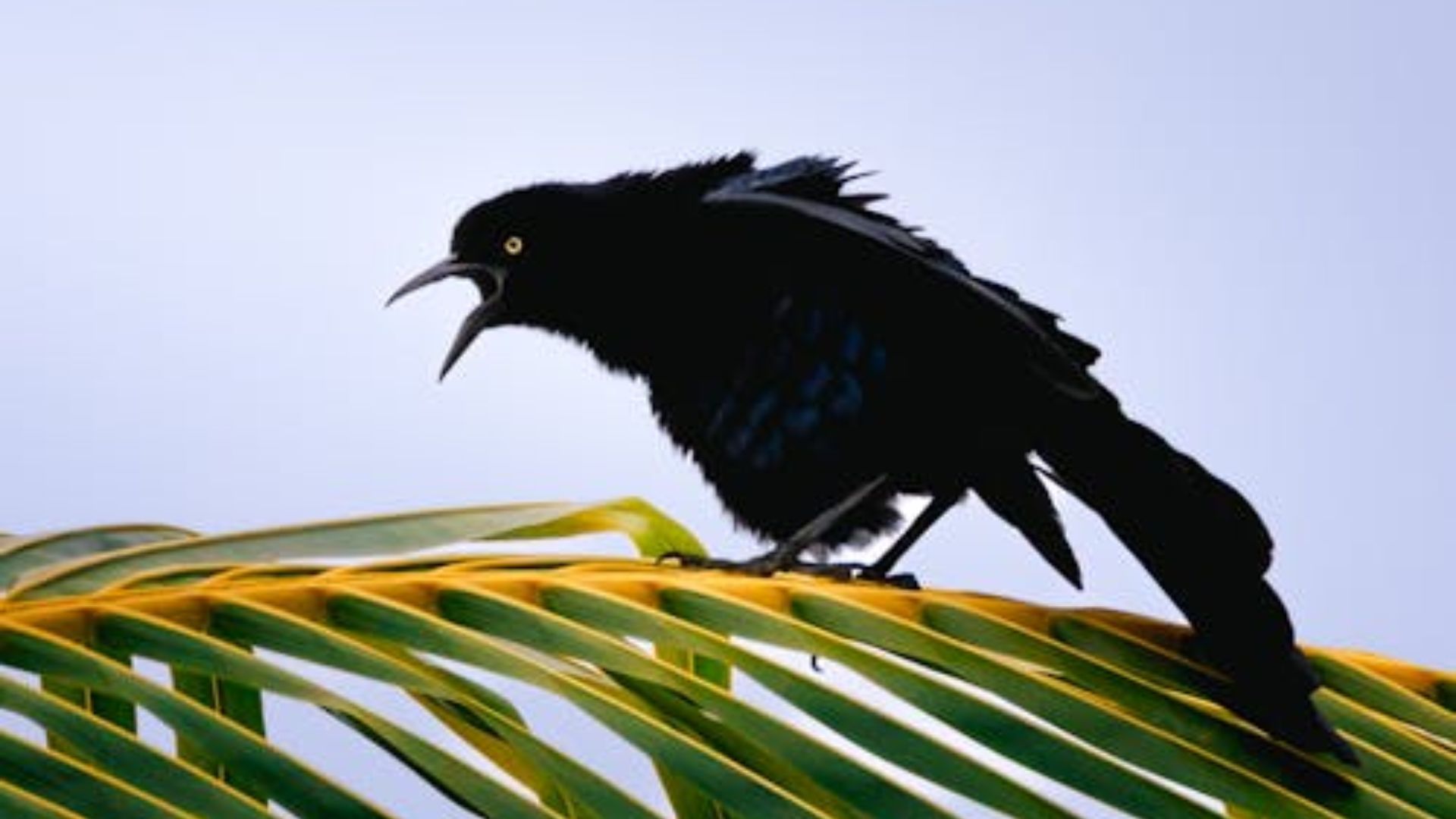Aves urbanas sentem mais medo de mulheres do que de homens, aponta estudo