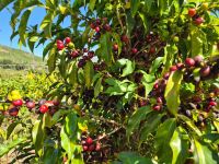 Safra de café deve crescer 18%, para 66,7 milhões de sacas, projeta Conab