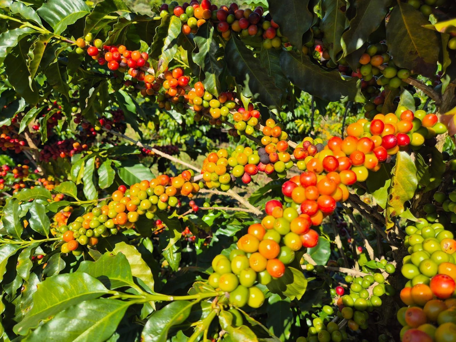 Café arábica especial em Espírito Santo do Pinhal - SP