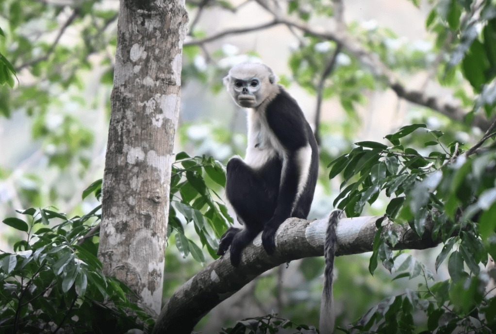 Raro leopardo-das-neves é flagrado em reserva natural da China; assista