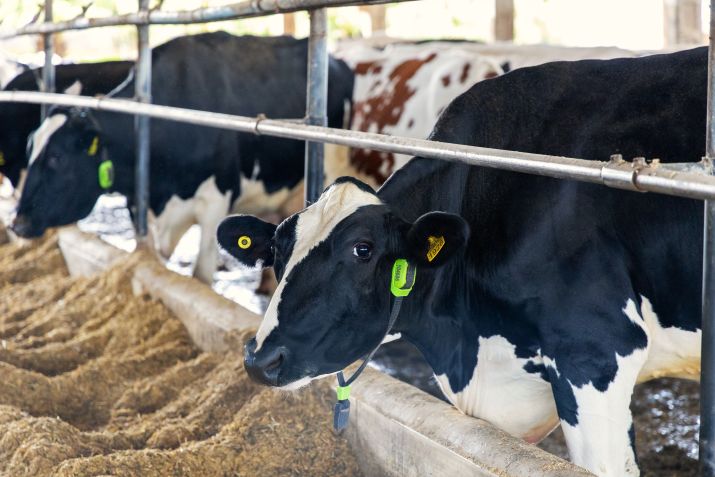Tecnologia monitora desempenho na pecuária leiteira • Cowmed