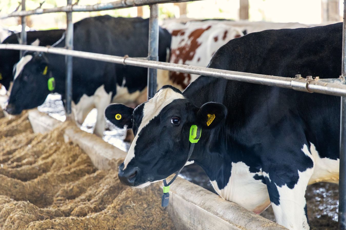 Vacas tokenizadas movimentam R$ 100 mil na primeira operação na B3