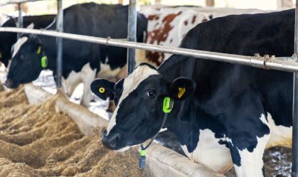 Cowmed