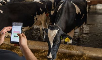 Cowmed_2