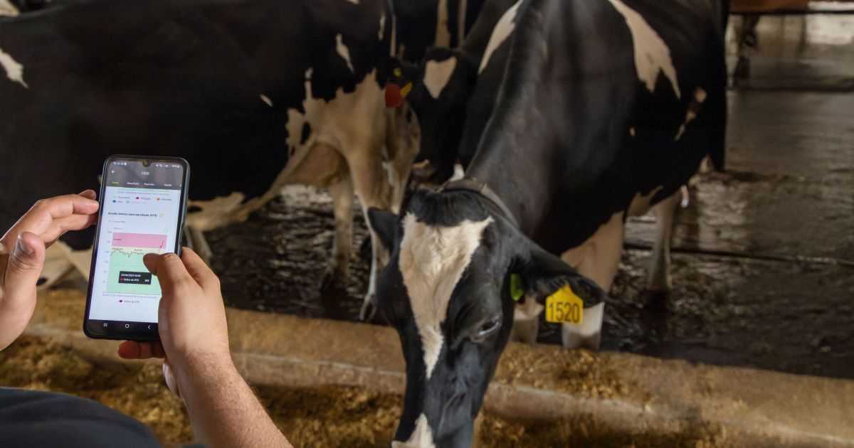 Cowmed prevê salto de 65% no faturamento com vendas de coleiras na pecuária