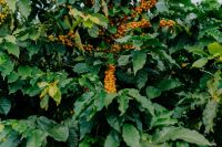 Cafeicultor eleva renda e produtividade com práticas regenerativas