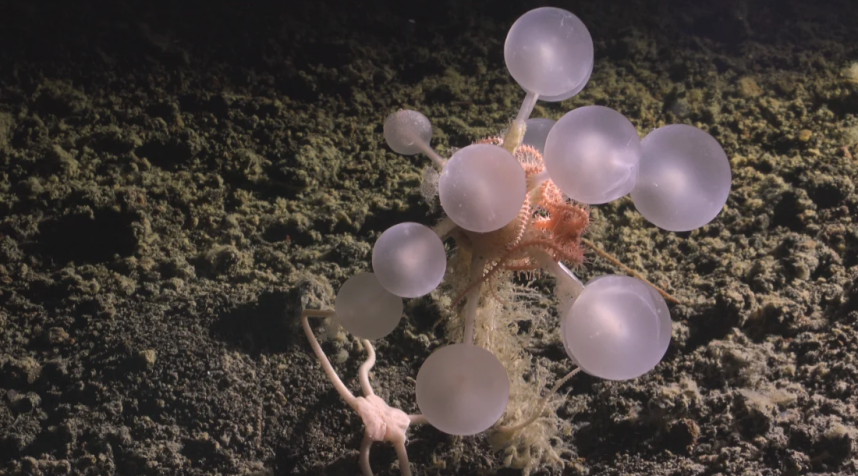 A esponja carnívora "bola da morte" • ROV SuBastian/Instituto Oceanográfico Schmidt