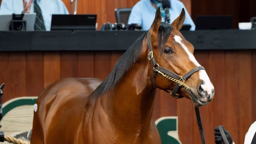 Hip 1056, filho do Campeoao Flightline, foi vendido ao Zedan Racing