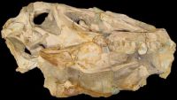 Alemanha devolverá fóssil de dinossauro encontrado no Ceará após 35 anos