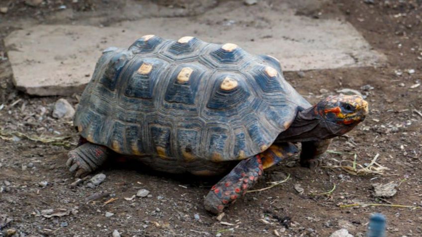 A velocidade desses animais varia conforme a espécie e o habitat; enquanto marinhas atingem 20 km/h, terrestres percorrem poucos metros por dia • Pexels • Jean-Paul Wettstein