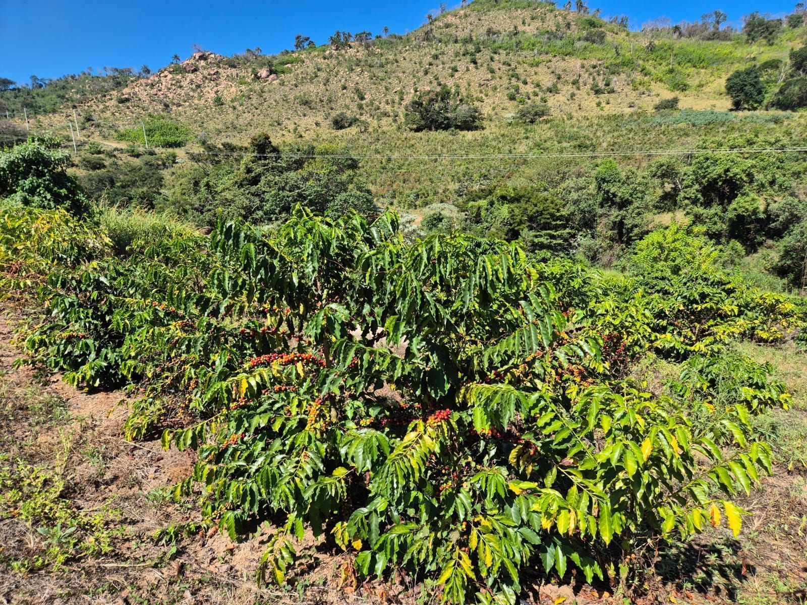 Lavoura de café especial