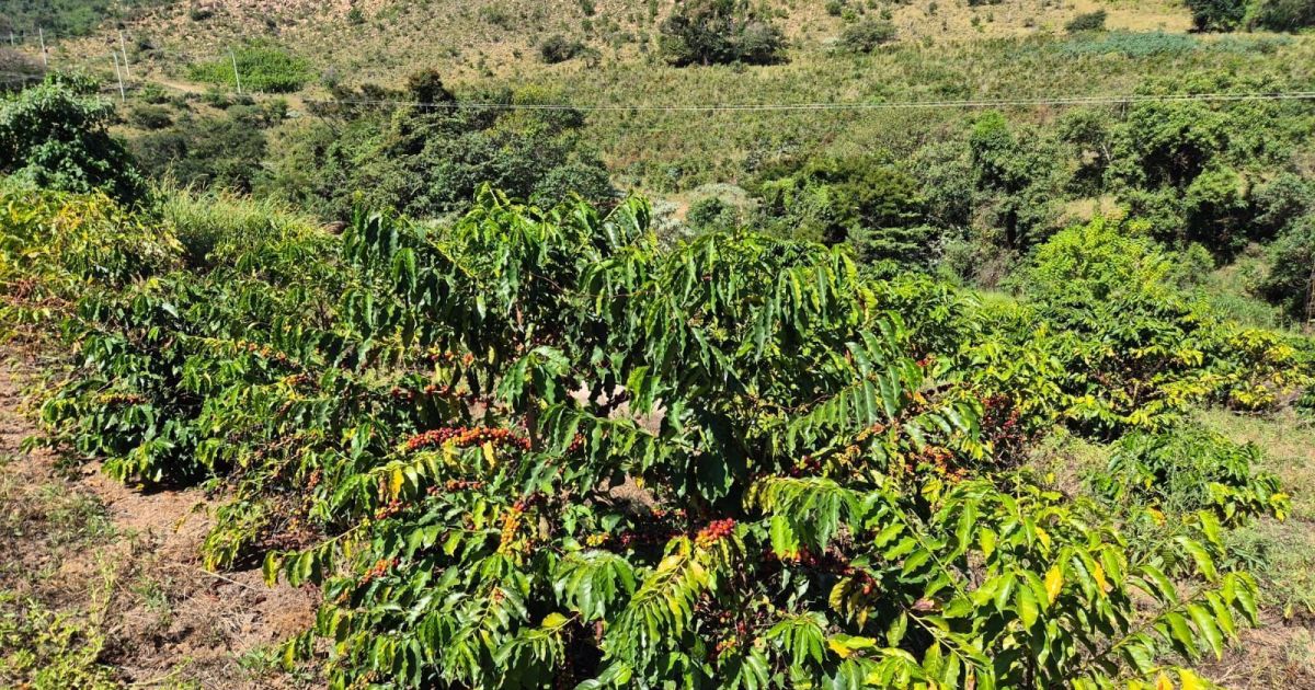 La deuda impide el acceso de los productores a nuevos créditos, dice Imaflora