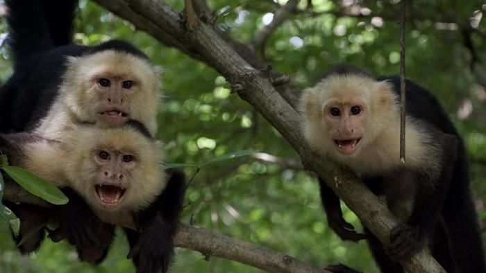 MACACO