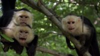 Mudanças climáticas estão alterando “amizades” de macacos, mostra estudo