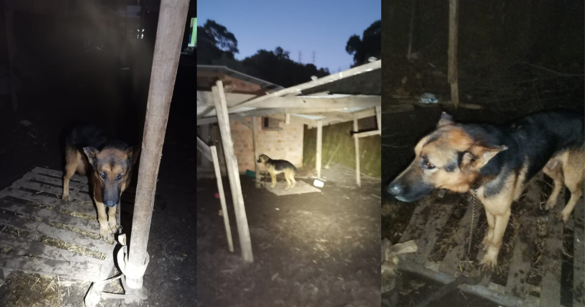 Polícia resgata animais e prende mulher por maus tratos em Porto Alegre