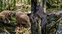 Mamíferos venenosos: conheça espécies que desafiam "lógica natural"