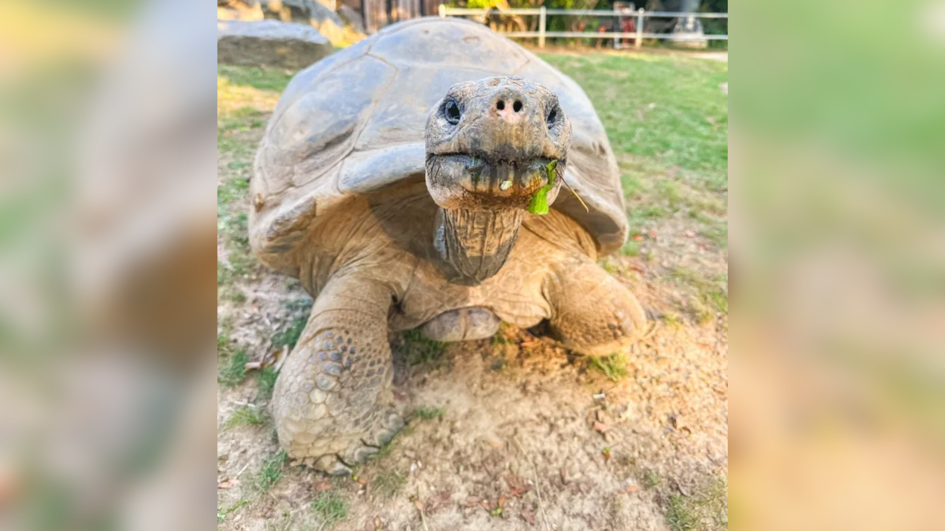 A tartaruga-das-Galápagos chamada de Mommy é uma residente no Zoológico da Filadélfia desde 1932