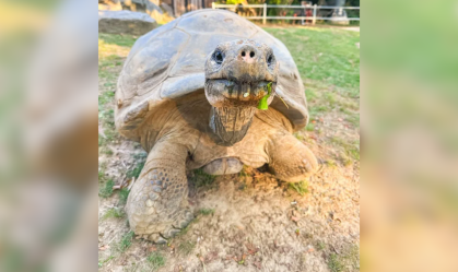 A tartaruga-das-Galápagos chamada de Mommy é uma residente no Zoológico da Filadélfia desde 1932