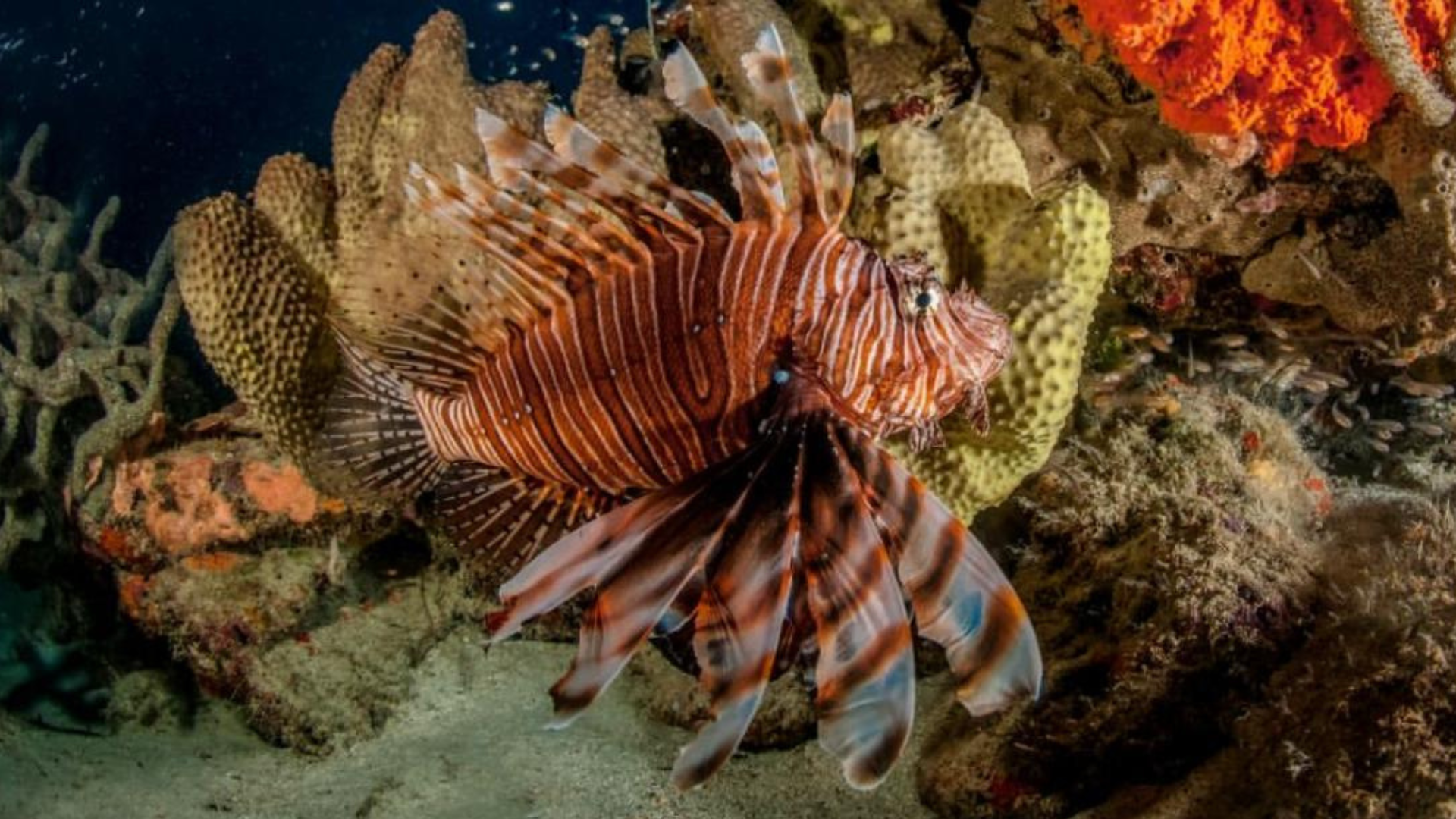PEIXE LEÃO INVASOR