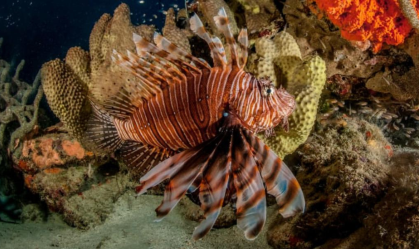 PEIXE LEÃO INVASOR