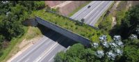 Câmara aprova projeto que busca reduzir mortes de animais em rodovias