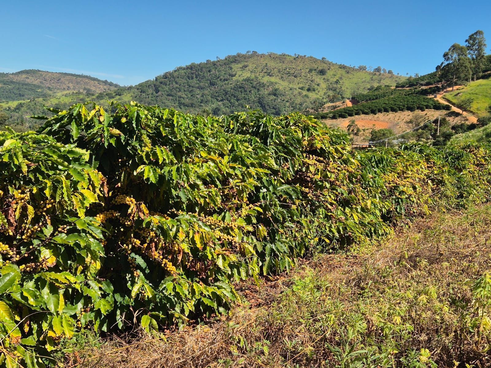 Plantação de café em altittude