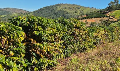 Plantação de café em altittude