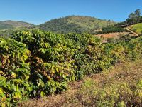 Guerra no Oriente Médio faz crescer custo de produção de café no Brasil