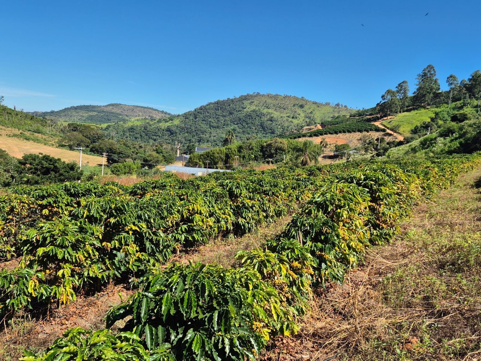 Plantação de café na serra da Mantiqueira