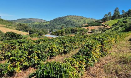 Plantação de café na serra da Mantiqueira