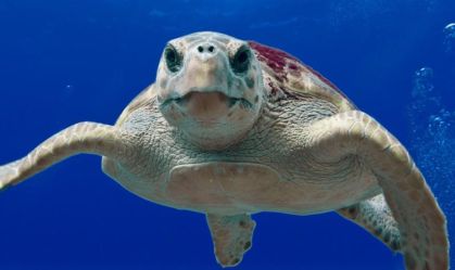 Tartaruga