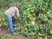 O Embate entre o Fim da Escala 6x1 e as Peculiaridades do Agronegócio