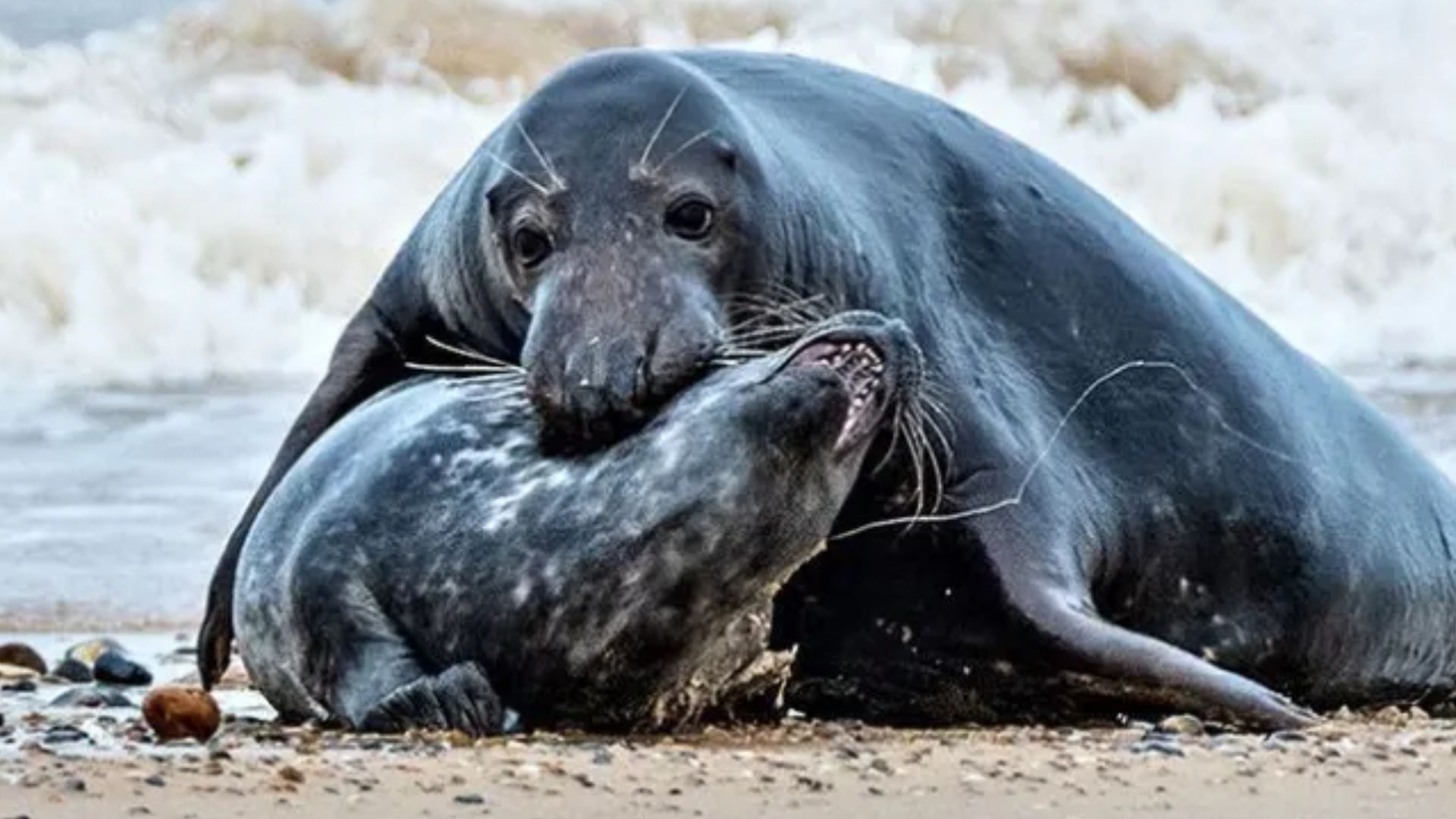 Tubarões, helicóptero e canibalismo entenda sobre 'morte macabra' de foca