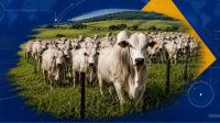 Por que o Brasil produz tanto, mas captura tão pouco valor?