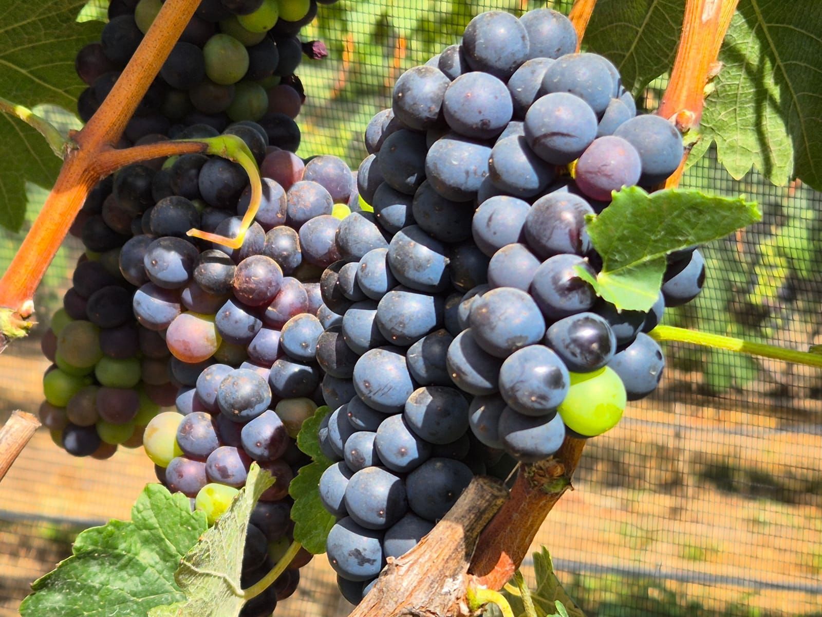 Imagem de destaque do post: Uva brasileira é principal fruta afetada por tarifa dos EUA